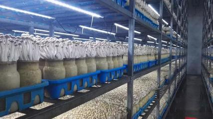 市投促局帶隊赴上海考察 四個項目達成共識